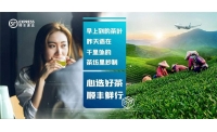 浙江春茶上市正当时,顺丰寄递最快1小时送达