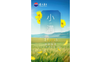 缃叶美好生花丨茅台小满报时——苦荬独秀